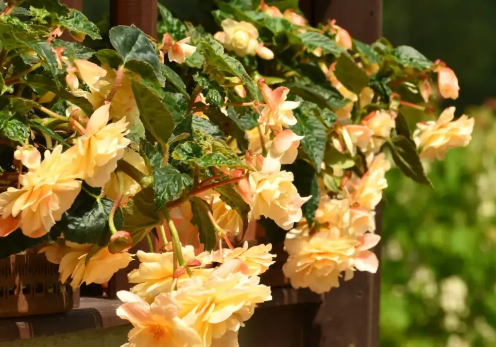 Begonia zwisająca - urok i pielęgnacja tej rośliny