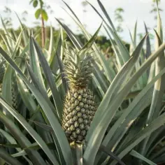 Ananas Roślina - Uprawa Egzotycznego Ananasa w Ogrodzie