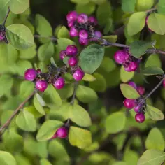 Śnieguliczka Hancock – pielęgnacja, śnieguliczki w ogrodzie