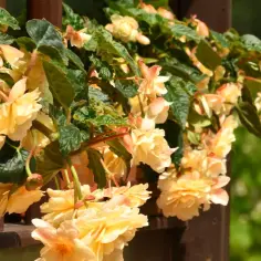 Begonia zwisająca - urok i pielęgnacja tej rośliny