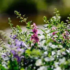 Angelonia: piękny kwiat o długim okresie kwitnienia