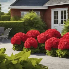 Jak uprawiać hortensję Wim's Red w doniczce? Poradnik krok po kroku