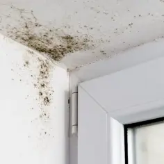 Jak Rozpoznać Pleśń i Grzyb na Ścianie - Różnice, Skutki Zdrowotne i Jak Postępować