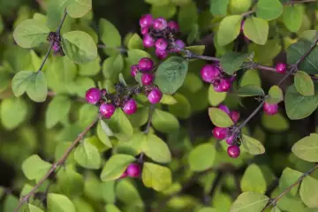 Śnieguliczka Hancock – pielęgnacja, śnieguliczki w ogrodzie